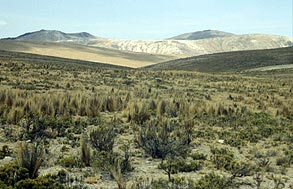 Ausmaß und Alter der westandinen Kordilleren­vergletscherung (südliche Provinz Ayacucho / Peru) im Spätpleistozän (LGM bis Jüngere Dryas)