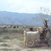 Fernerkundungsgestützte Untersuchungen zur Degradation durch Weidewirtschaft in Turkmenistan