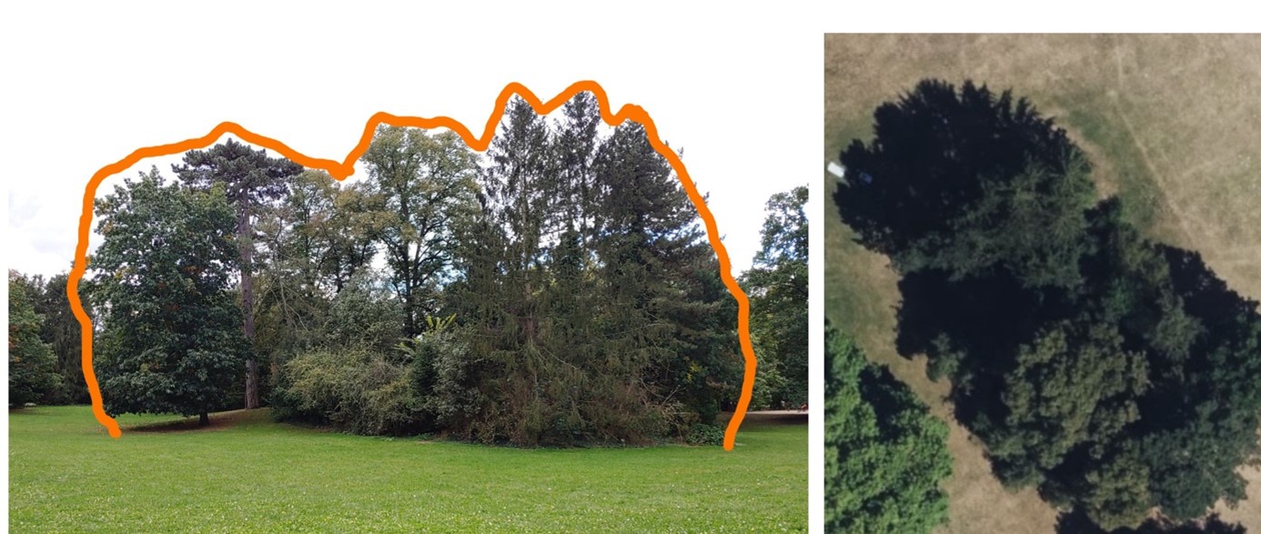 Frontansicht und Luftbild einer Baumgruppe